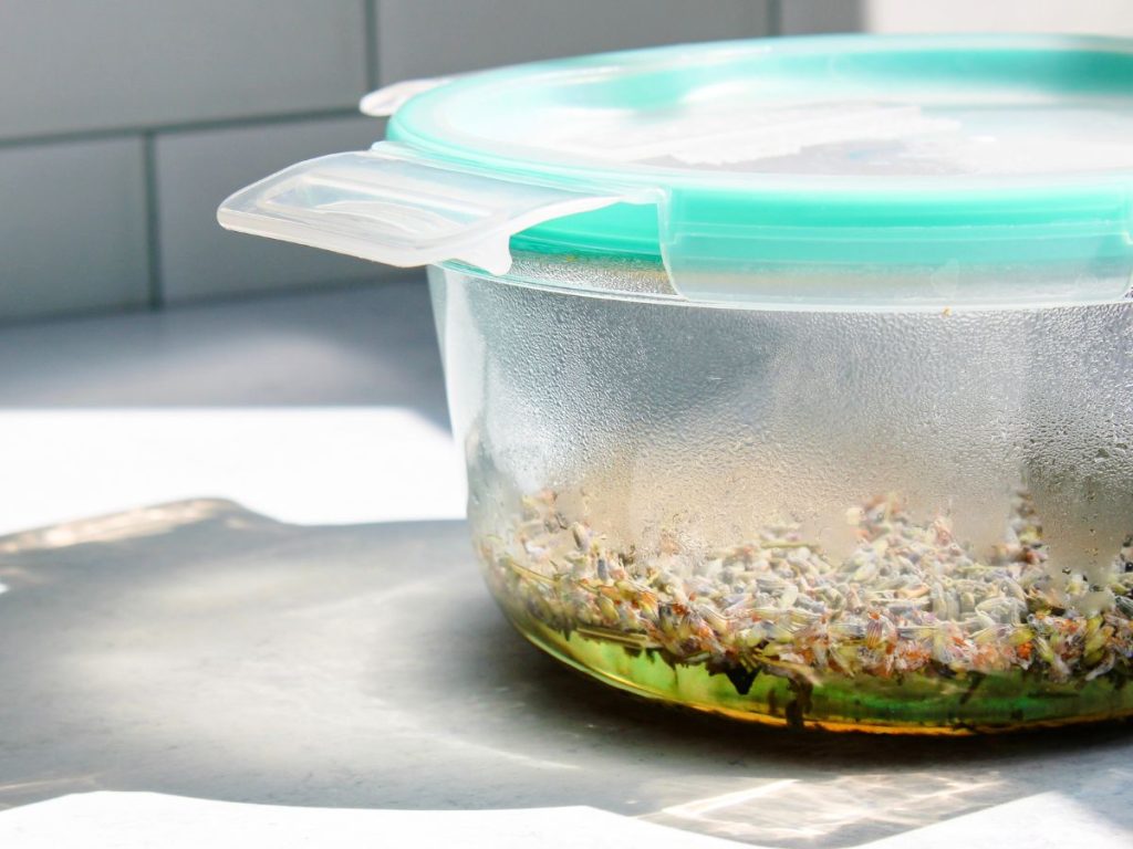 Lavender steeping in water in a glass container