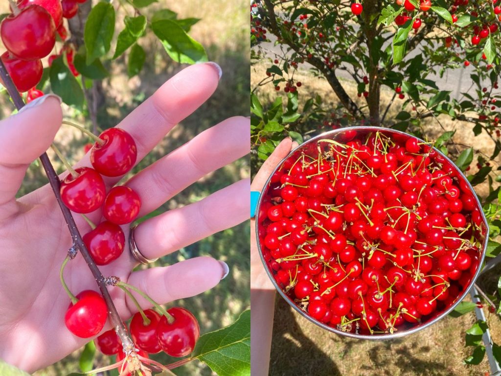 Picking tart cherries