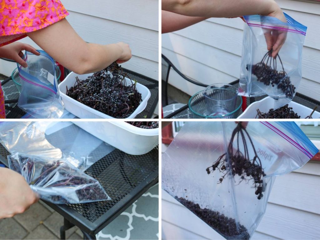 Removing elderberries from the stems